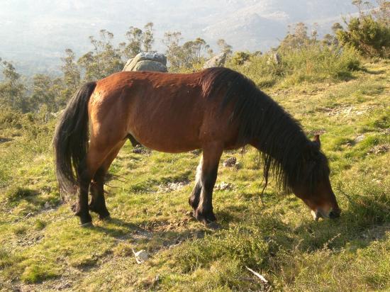 Energy Indicators for Organic Livestock Production: A Case Study from Andalusia, Southern Spain